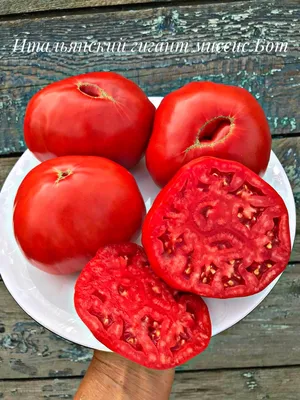 Розовые томаты, которые удивили своим вкусом и урожайностью. Их стоит  выращивать | GardenLife | Дзен