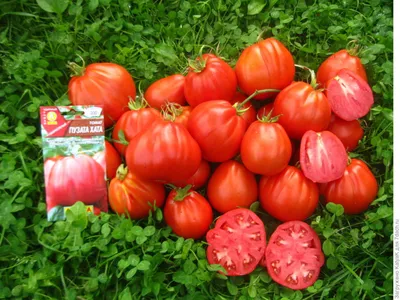 Семена томатов от Середениной Татьяны: каталог, ОТЗЫВЫ