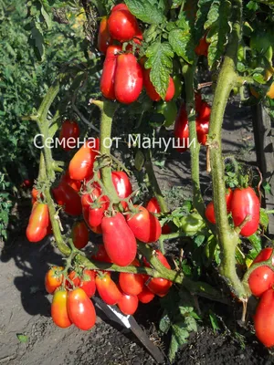 томат Московский деликатес | Tomato, Vegetables, Food