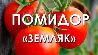 Томат Земляк: характеристика и описание сорта с фото, урожайность и отзывы  садоводов