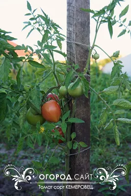 О томате Кемеровец: описание сорта, характеристики помидоров, посев