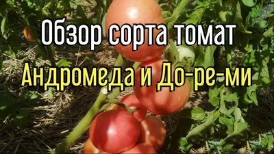 Томат Безразмерный: характеристика и описание сорта с фото, урожайность и  отзывы садоводов.