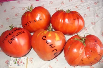 Сердцевидные\" сорта томатов. Обзор | Про100 в Огороде | Дзен