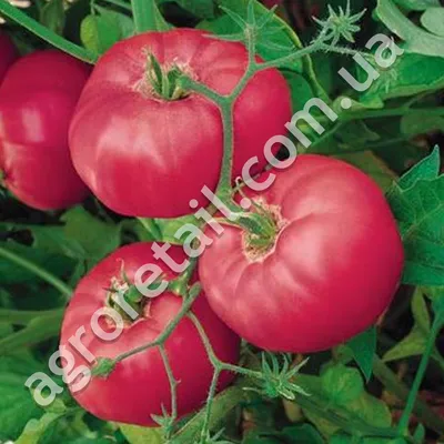 Томат Микадо розовый 0.15 г Gl Seeds, цена 5.60 грн — Prom.ua (ID#521710125)
