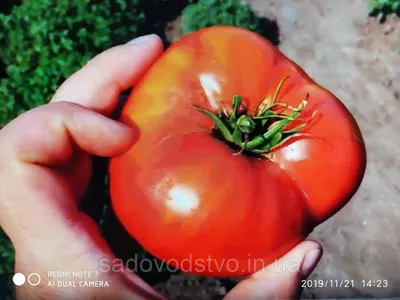 Купить семена томата Тайский розовый в Одесской области от компании \"СПД  Дубинчук\"