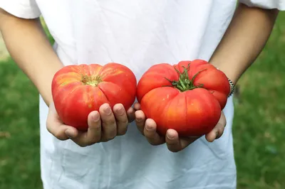 Вкусные сорта томатов для теплиц и открытого грунта: названия и описание