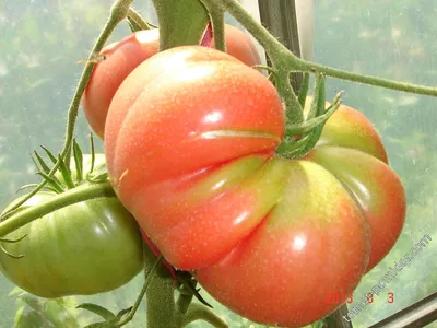 Микадо розовый - М — сорта томатов - tomat-pomidor.com - отзывы на форуме |  каталог