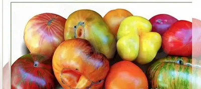 Томат «Пасхальное яйцо»: новое направление в селекции томатов.  Характеристики и форма плодов | Помидоры, Посадка, Уход