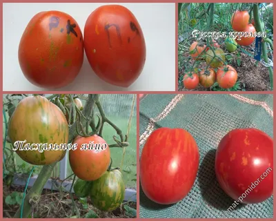 Пасхальное яйцо и русская королева - Альбомы - tomat-pomidor.com