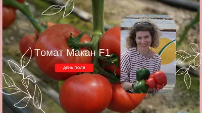 Томат Макан F1 семена купить ( полудетерминантный, ранний) Clause, цена в  интернет-магазине Супермаркет Семян