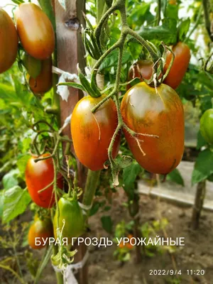 https://pikabu.ru/story/moi_kollektsionnyie_tomatyi_9938987