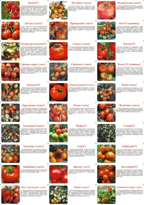 Рекомендуемые сорта томатов | Supersadovod - о саде и огороде просто и  интересно