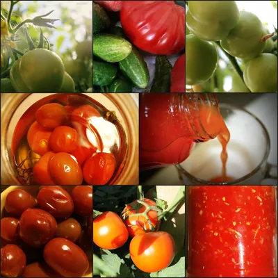 Саратовские помидоры. В чем секрет популярности? | Гастрофишечка | Дзен