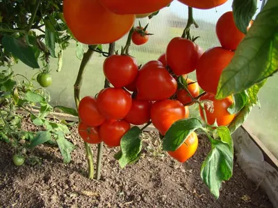 Как выращивать и ухаживать за томатами, чтобы иметь качественный и богатый  урожай