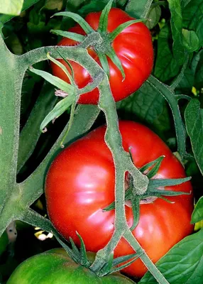 Уборка, дозаривание и хранение плодов томатов