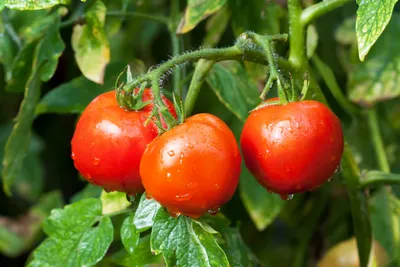 Как выбрать подходящие сорта томатов для рассады - Самоцветик - 19 марта -  43321212138 - Медиаплатформа МирТесен