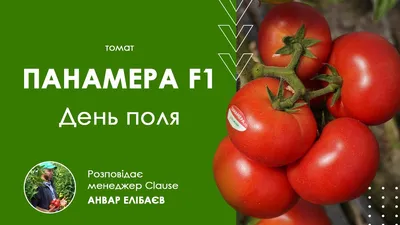 Томат Панамера F1 семена купить ( индетерминантный, ранний) Clause, цена в  интернет-магазине Супермаркет Семян