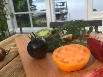 Sortguide: Ukrainska tomater - Trädgårdstrollet