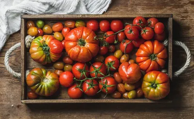 13 проверенных сортов томатов, которые я рекомендую посадить. Описание и  фото — Ботаничка
