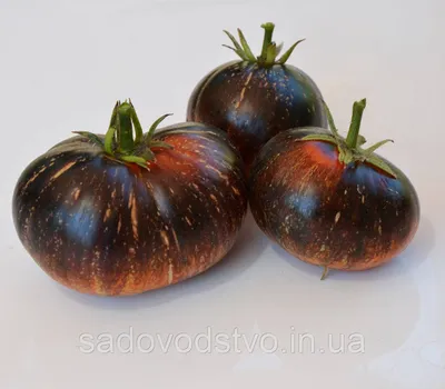 Купити насіння томату Чорна галактика в Одеській області, Україні від  компанії \"СПД Дубинчук\"