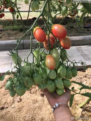 Семена Гавриш томат Чио-чио-сан - «Томат Чио-Чио-Сан 🍅 Таких гигантских  кистей я ещё не видела! Очень урожайная сливка для консервирования. » |  отзывы