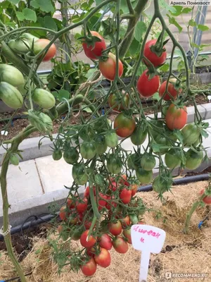 Семена Гавриш томат Чио-чио-сан - «Томат Чио-Чио-Сан 🍅 Таких гигантских  кистей я ещё не видела! Очень урожайная сливка для консервирования. » |  отзывы