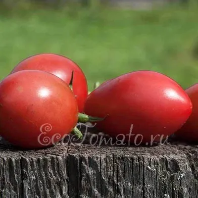 Томат Чио-чио-сан - фото урожая, цены, отзывы и особенности выращивания