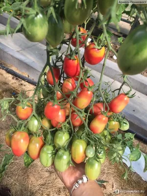 Семена Гавриш томат Чио-чио-сан - «Томат Чио-Чио-Сан 🍅 Таких гигантских  кистей я ещё не видела! Очень урожайная сливка для консервирования. » |  отзывы