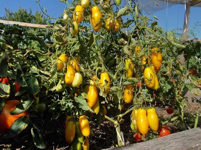 Лучшие желтые томаты | Просветленный Агроном | Дзен