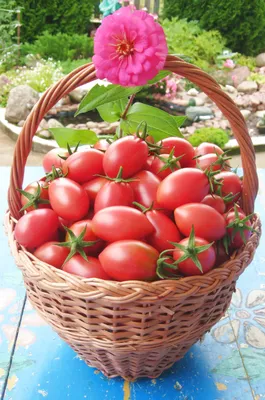 Любимые помидорки сорта \" Чио-чио-сан\"