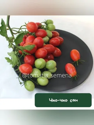 Семена томатов набор коллекционных сортов 15 уп. ТоматиЯ 118944258 купить в  интернет-магазине Wildberries