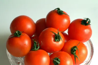 Вырастут водянистыми: дачникам рассказали, как спасти помидоры в холодную и  сырую погоду