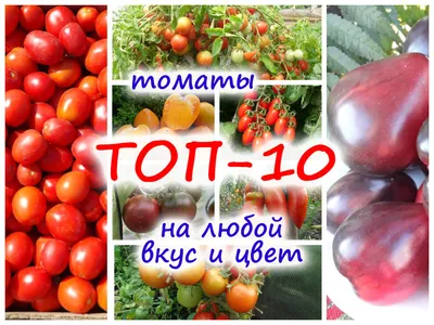 ТОП-10 помидоров: лучшие сорта всех цветов, размеров и сроков плодоношения  – на любой вкус!