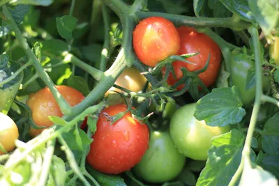 11 интересных сортов томатов, которые я вырастила в этом году. Описание.  Фото — Ботаничка