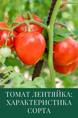 Томат Лентяйка: характеристика и описание сорта | Овощные грядки,  Огородничество, Растения