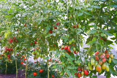 Купить семена томата Чио-чио-сан в Одесской области от компании \"СПД  Дубинчук\"