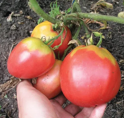 Исследуем томаты на устойчивость против фитофторы. Выводы