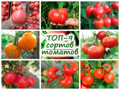 ТОП-9 сортов томатов для сока и салатов – для теплицы и открытого грунта!