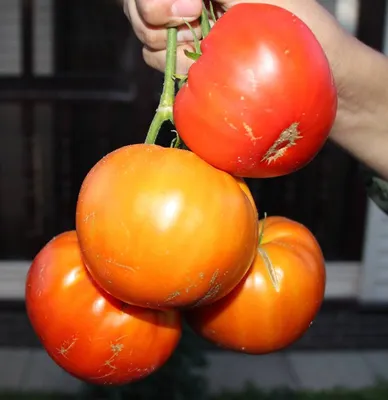 Шапка Мономаха - Ш, Щ — сорта томатов - tomat-pomidor.com - отзывы на  форуме | каталог