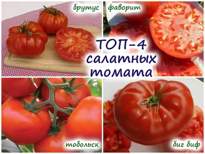 Обзор лучших высокорослых томатов – 4 салатных сорта и 5 шикарных вариантов  для консервации!