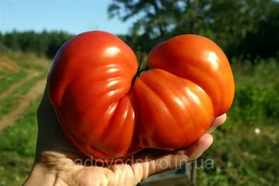 Купить семена томата Сицилийское блюдце в Одесской области от компании \"СПД  Дубинчук\"