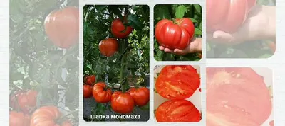 Семена томатов гигантов, самые урожайные сорта купить в Сочи | Товары для  дома и дачи | Авито