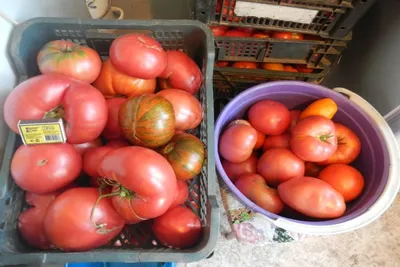 Агроном рассказал, какие помидоры он ни за что не посеет снова - МК Тула