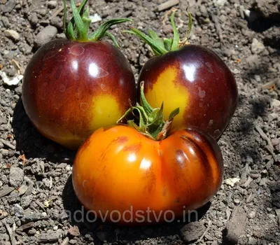 Купить семена томата Голубое золото в Одесской области от компании \"СПД  Дубинчук\"