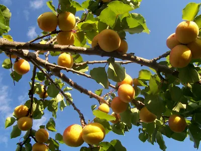 Абрикос — солнечный фрукт. Выращивание. Уход — Ботаничка