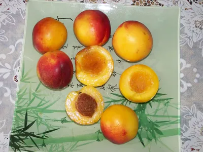 Априум или Голый абрикос | Садовое обозрение/Garden review