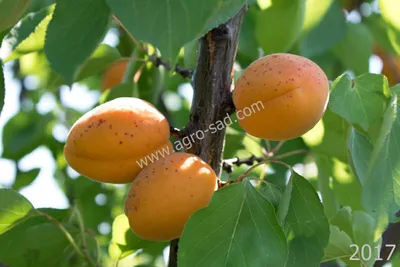 Абрикос Сандроп, Sundrop | Морозостойкие сорта абрикоса | Агро Сад