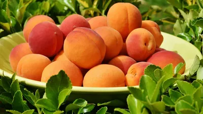 Персик и абрикос требуют особого ухода
