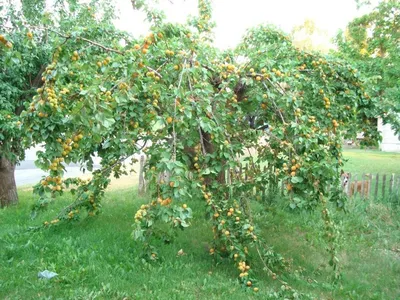 Выращивание абрикосов в средней полосе. Зимостойкие сорта. Уход. Фото —  Ботаничка
