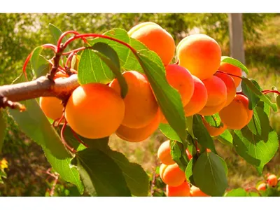 Абрикос - Prunus armeniaca. Выращивание абрикоса, уход за абрикосовым  деревом, виды и сорта абрикосов